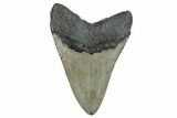 Serrated, Fossil Megalodon Tooth - North Carolina #275263-2